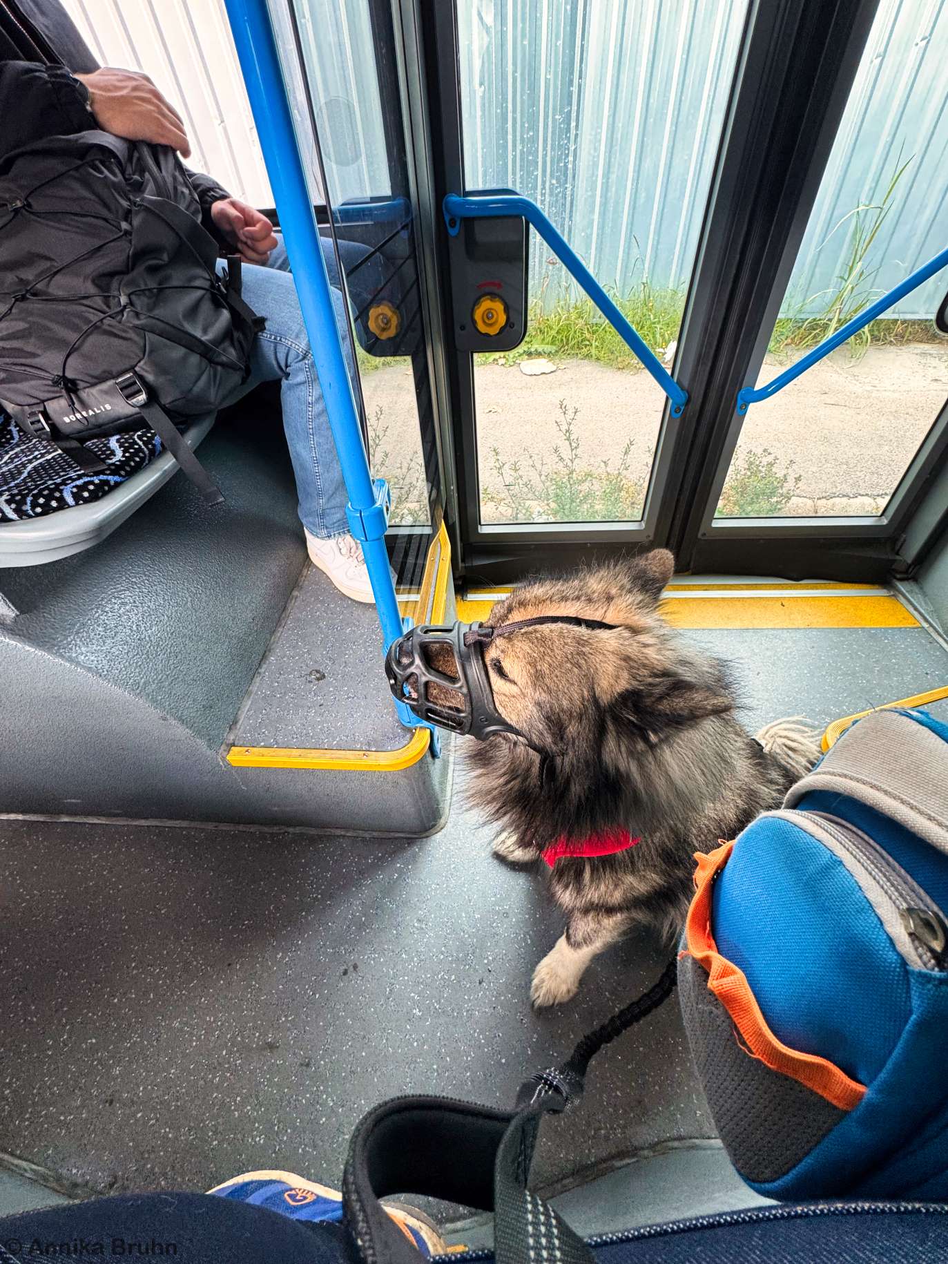 Erste Fahrt mit Maulkorb